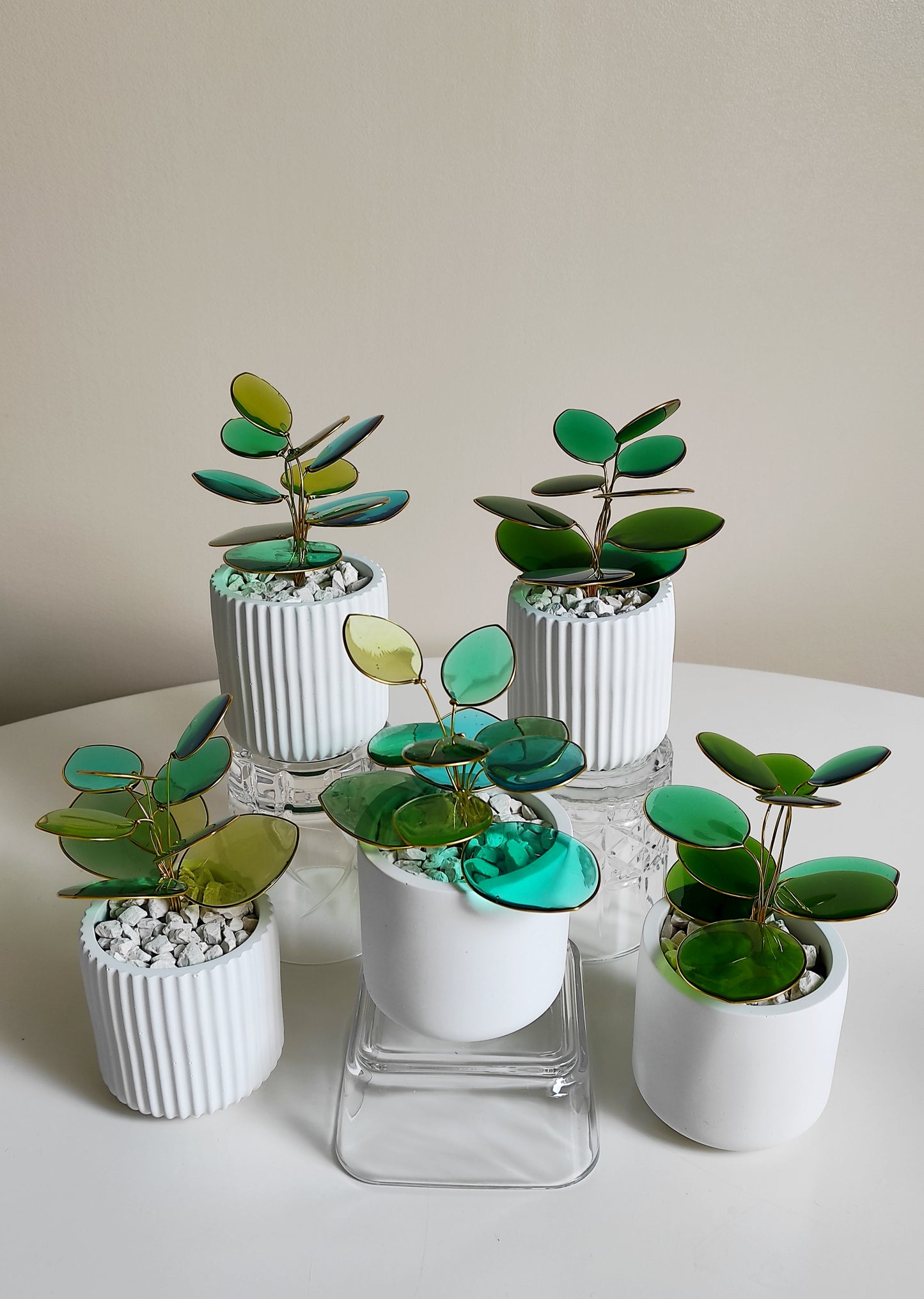 Plante "Pilea"