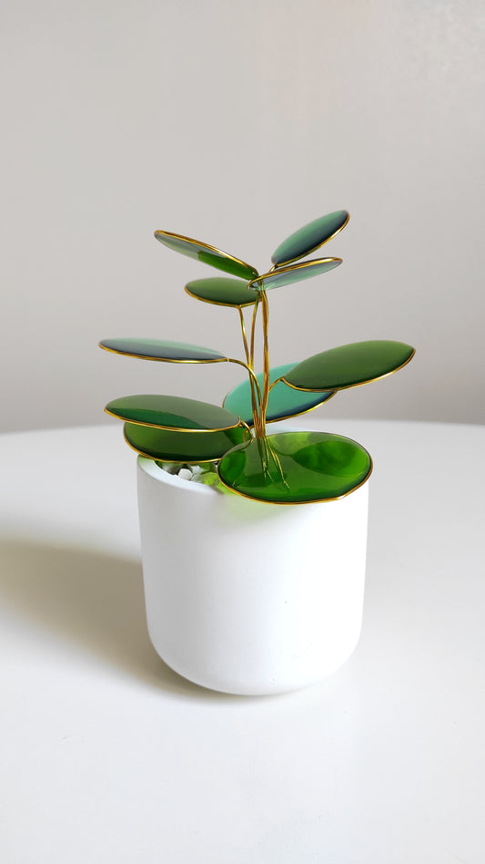 Plante "Pilea"