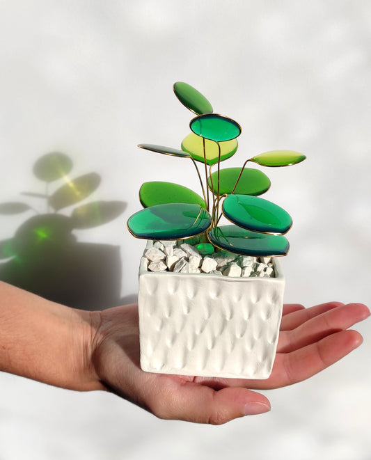 Plante "Pilea"